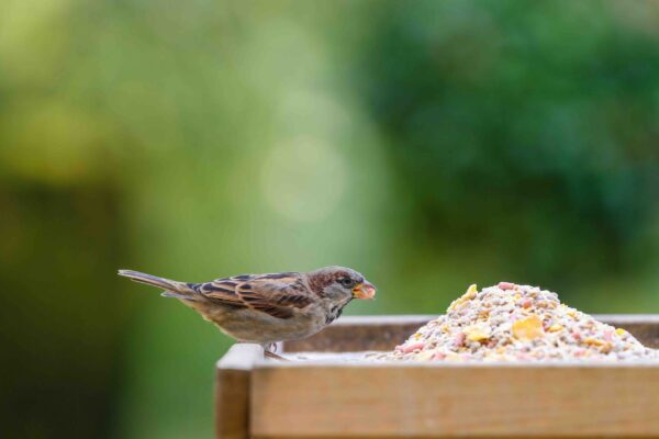 a-sparrow-perched-on-a-bird-table-2024-12-05-17-33-20-utc