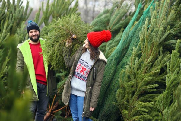 couple – young man and woman choose a Christmas tree in a Christmas tree shop.