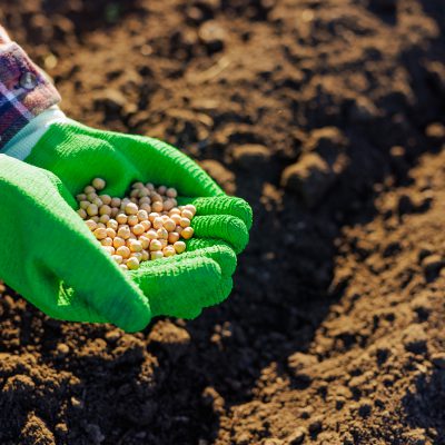 farmer holds soybeans in his hands against the background of the earth, plants soybean seeds in the soil