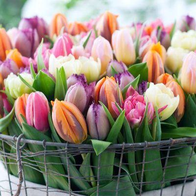 impress-schnittblumen1