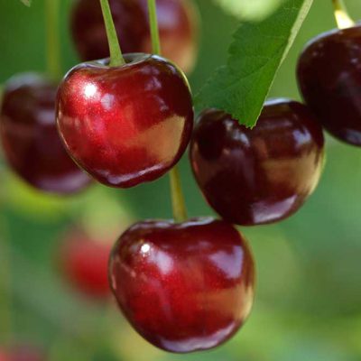 obstgehoelze1000px
