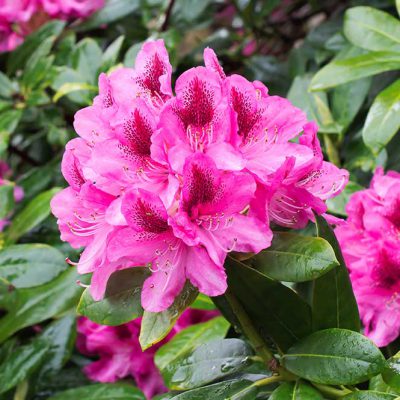 rhododendron_1000px