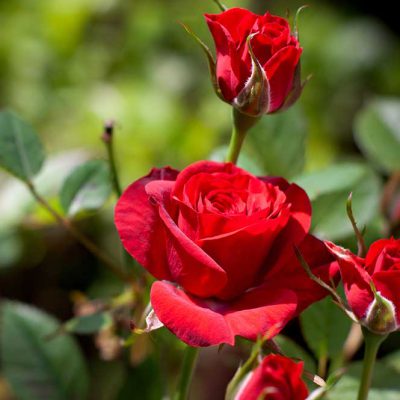 rosen1000px